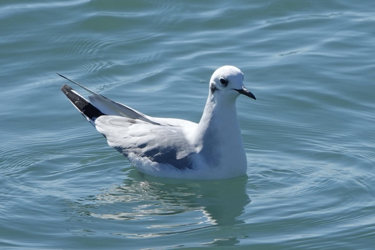 Mouette de Bonaparte - ML614325696