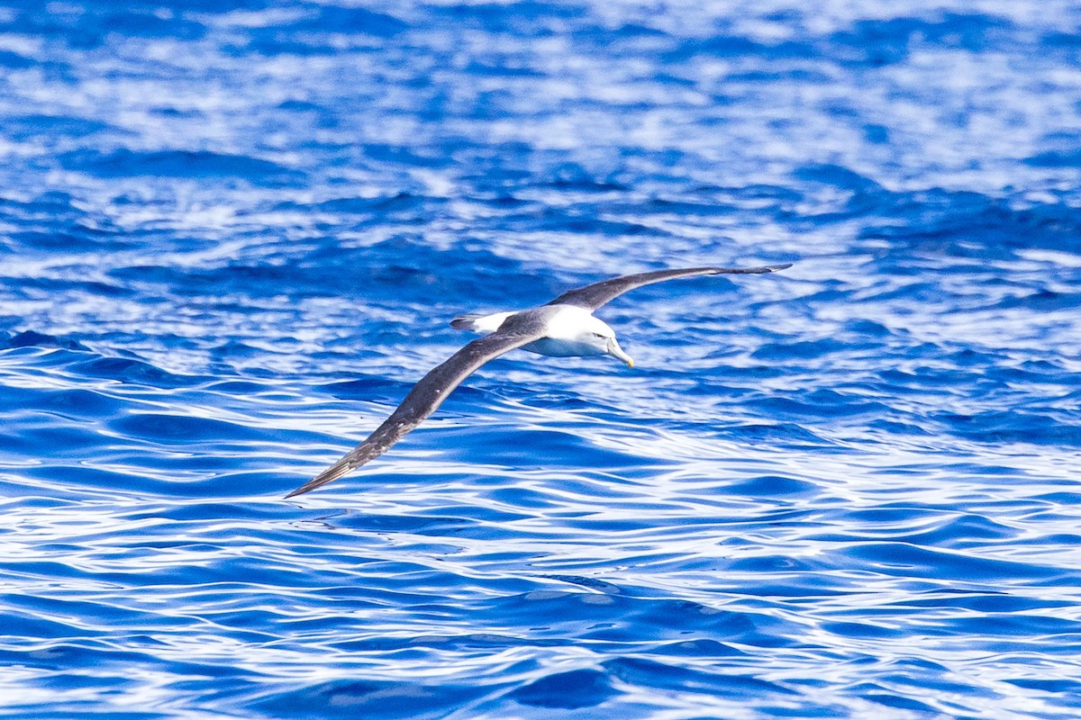White-capped Albatross - ML614325732
