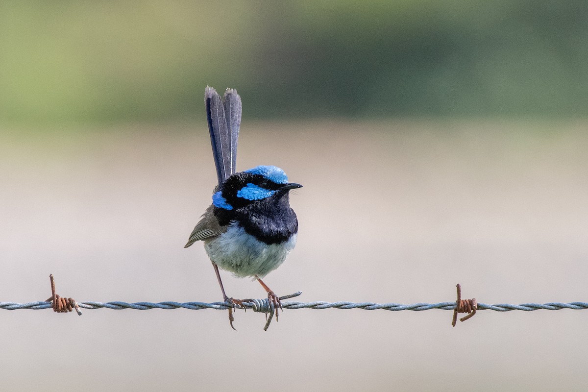 Superb Fairywren - Sue Allison