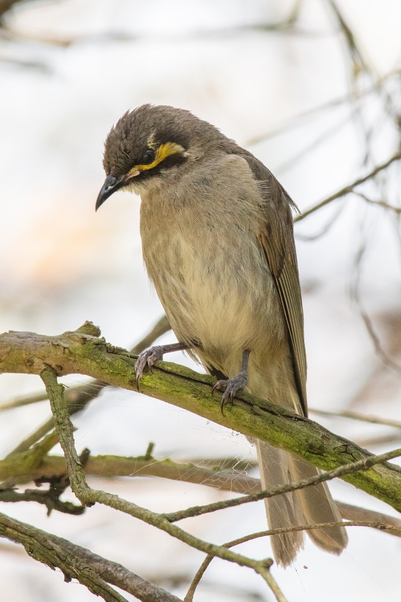 Yellow-faced Honeyeater - Sue Allison