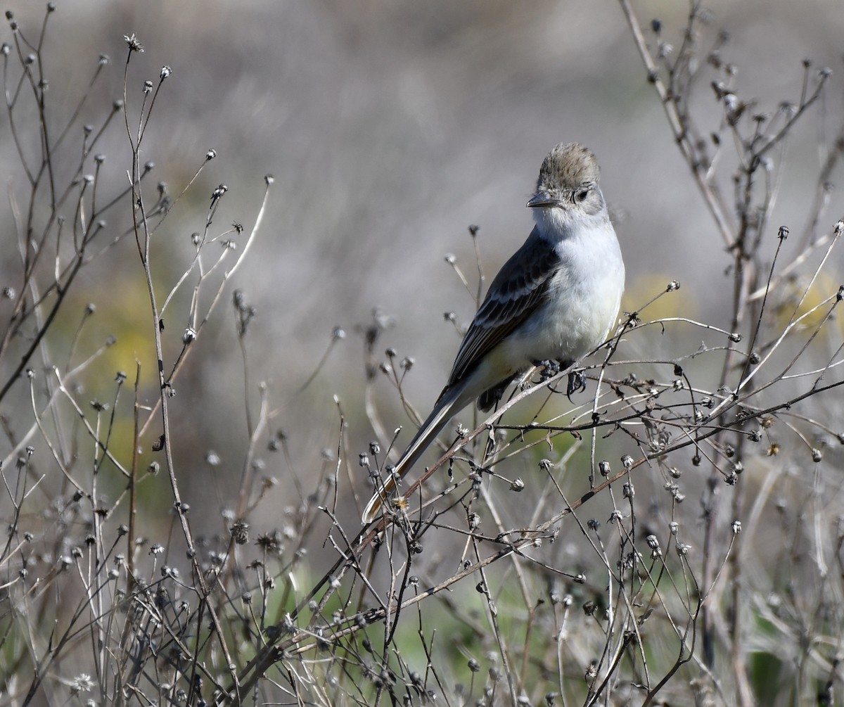 Ash-throated Flycatcher - Marie Lehmann