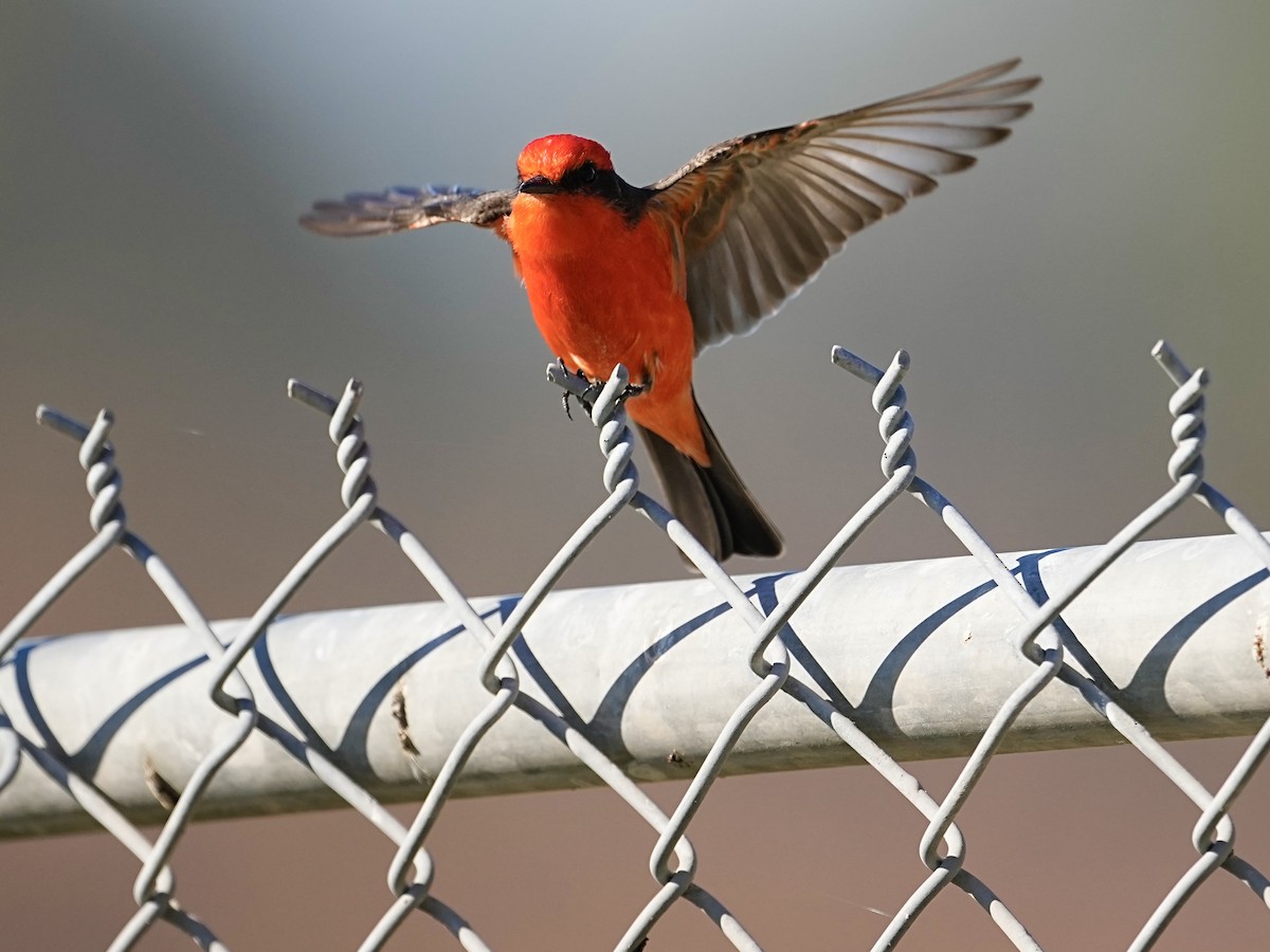 Vermilion Flycatcher - Donald Estep