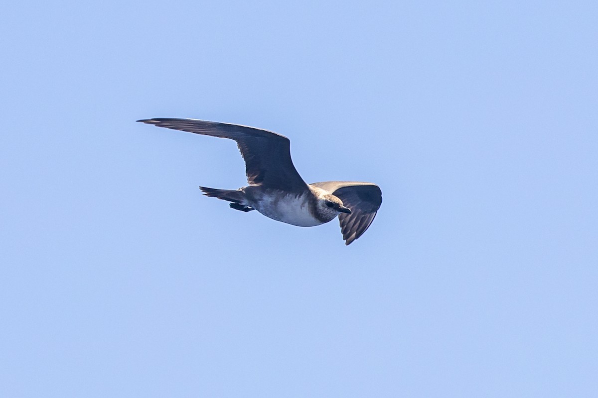 Long-tailed Jaeger - ML614325814