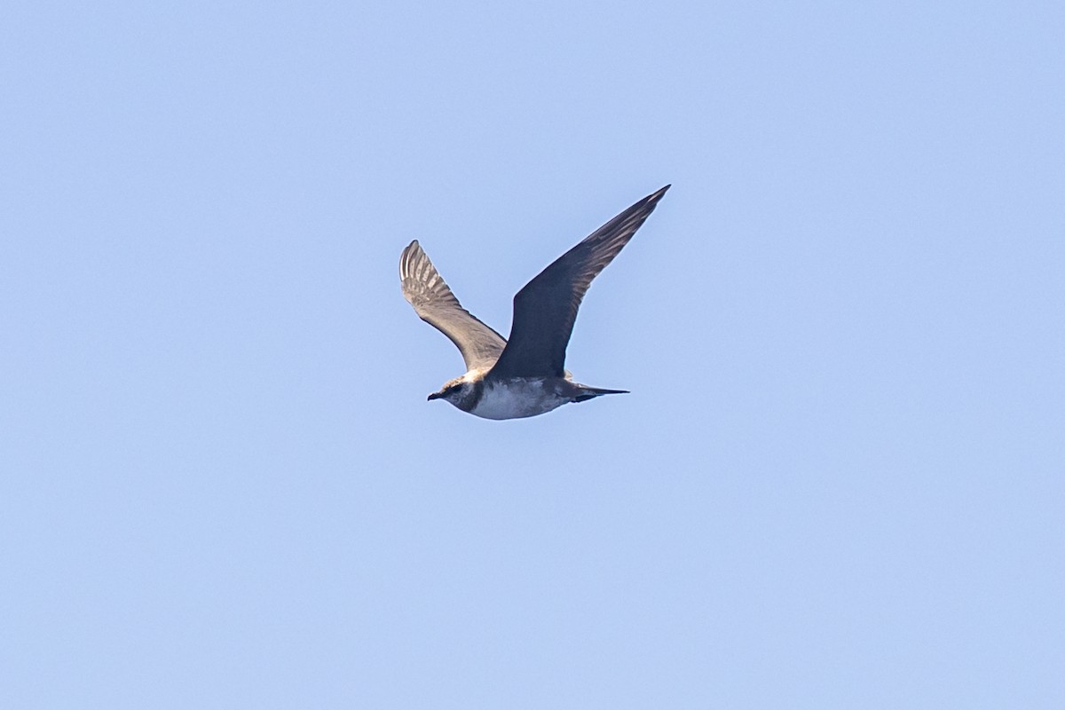 Long-tailed Jaeger - ML614325815