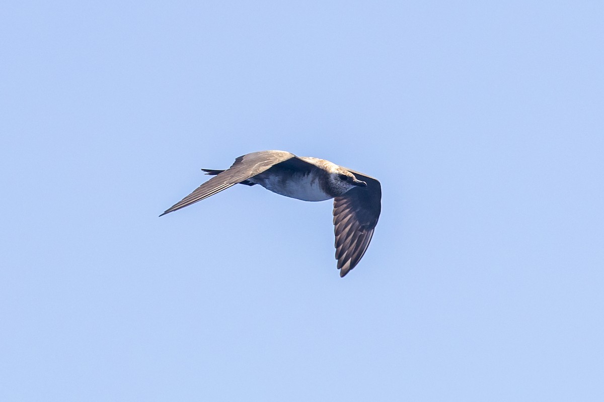 Long-tailed Jaeger - ML614325816