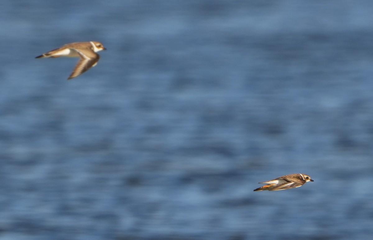 Semipalmated Plover - ML614325833