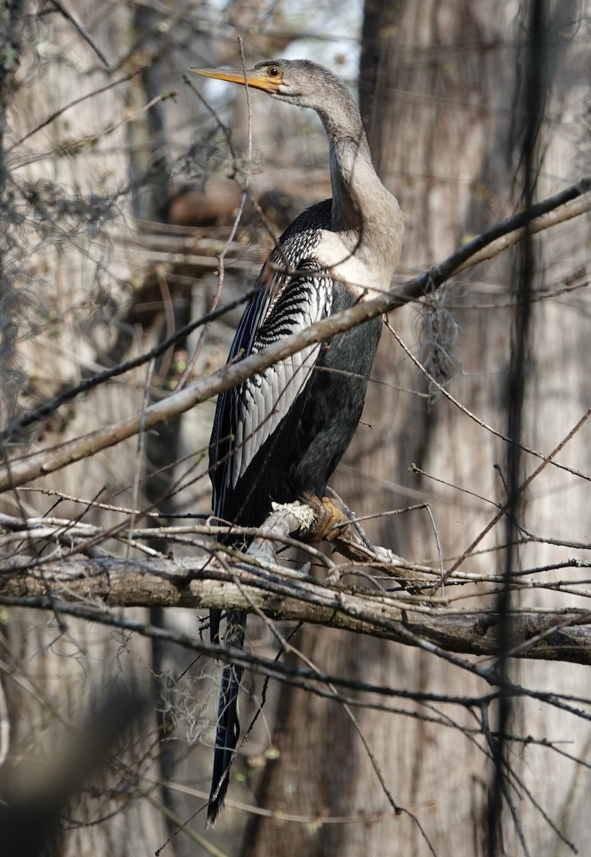 Anhinga - Dave Ebbitt