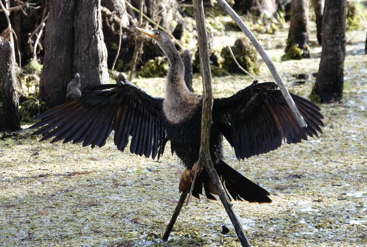 Amerika-Schlangenhalsvogel - ML614325842