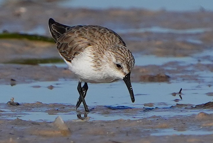 Western Sandpiper - ML614325872