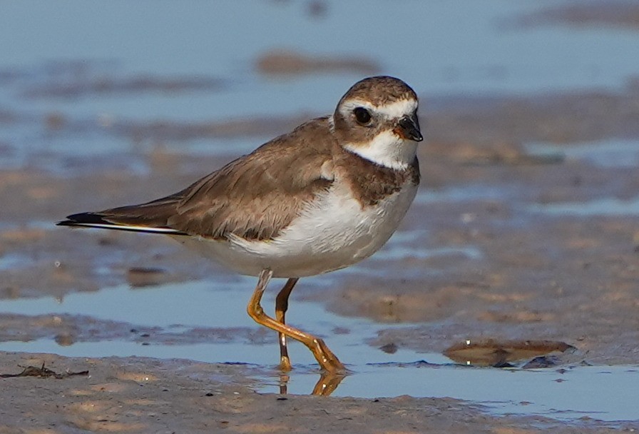 Semipalmated Plover - ML614325874