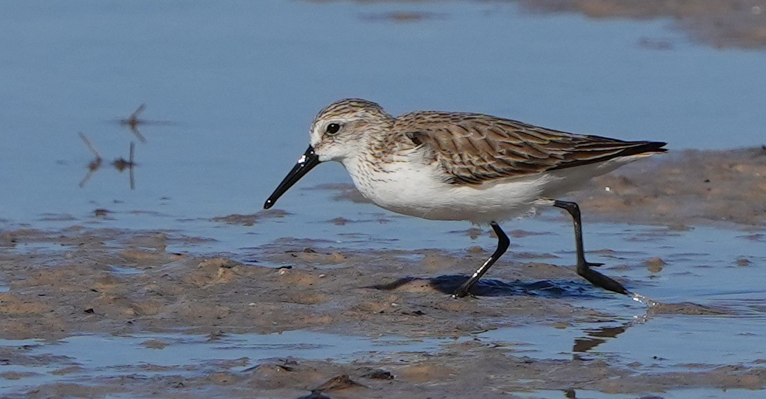 Western Sandpiper - ML614325905