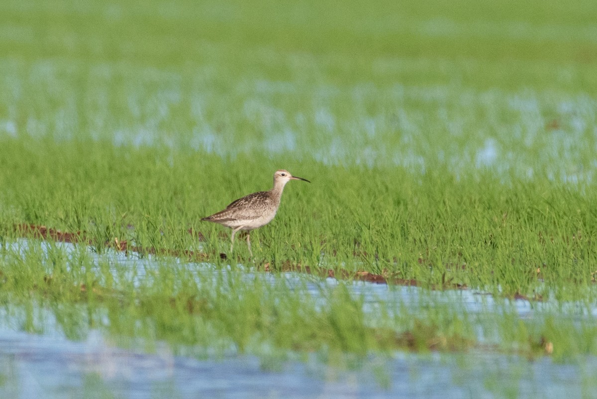 Little Curlew - ML614325922