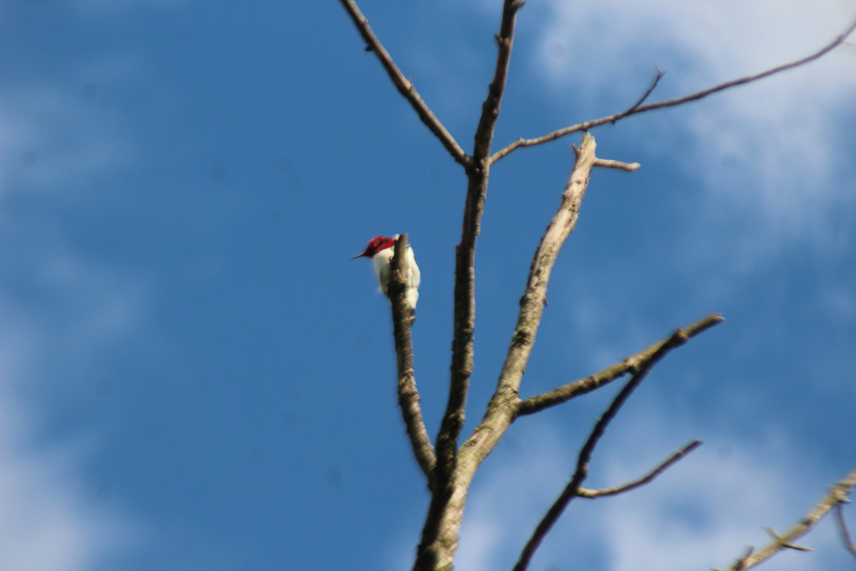 Red-headed Woodpecker - Lisa Doud