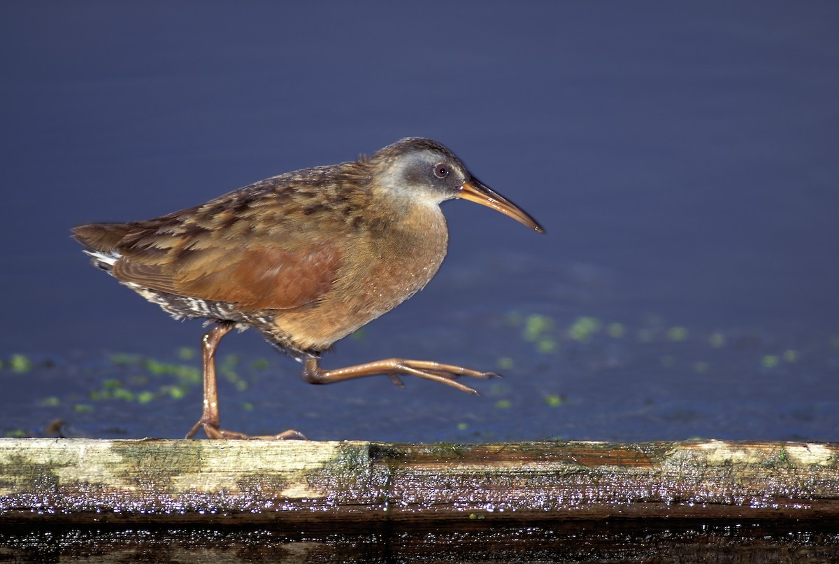 Virginia Rail - ML614325972