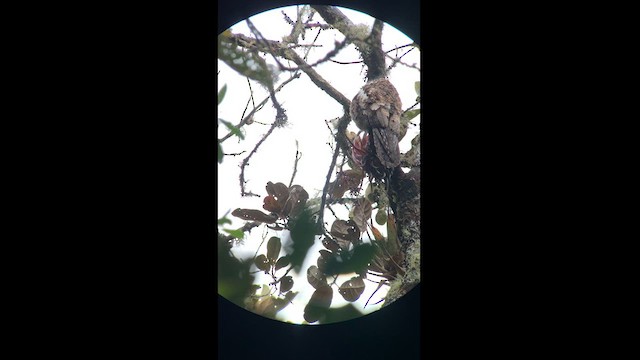 Andean Potoo - ML614325975