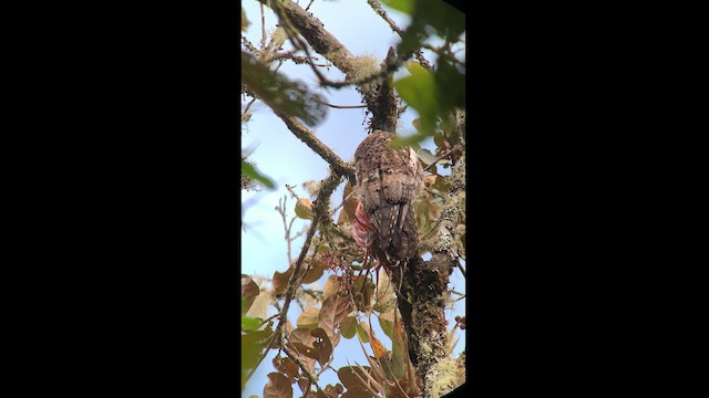 Andean Potoo - ML614325976