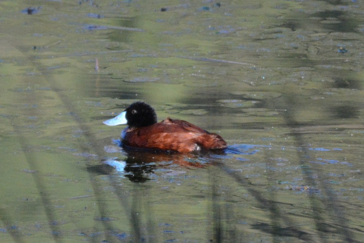 Andean Duck (ferruginea) - Cathy Pasterczyk