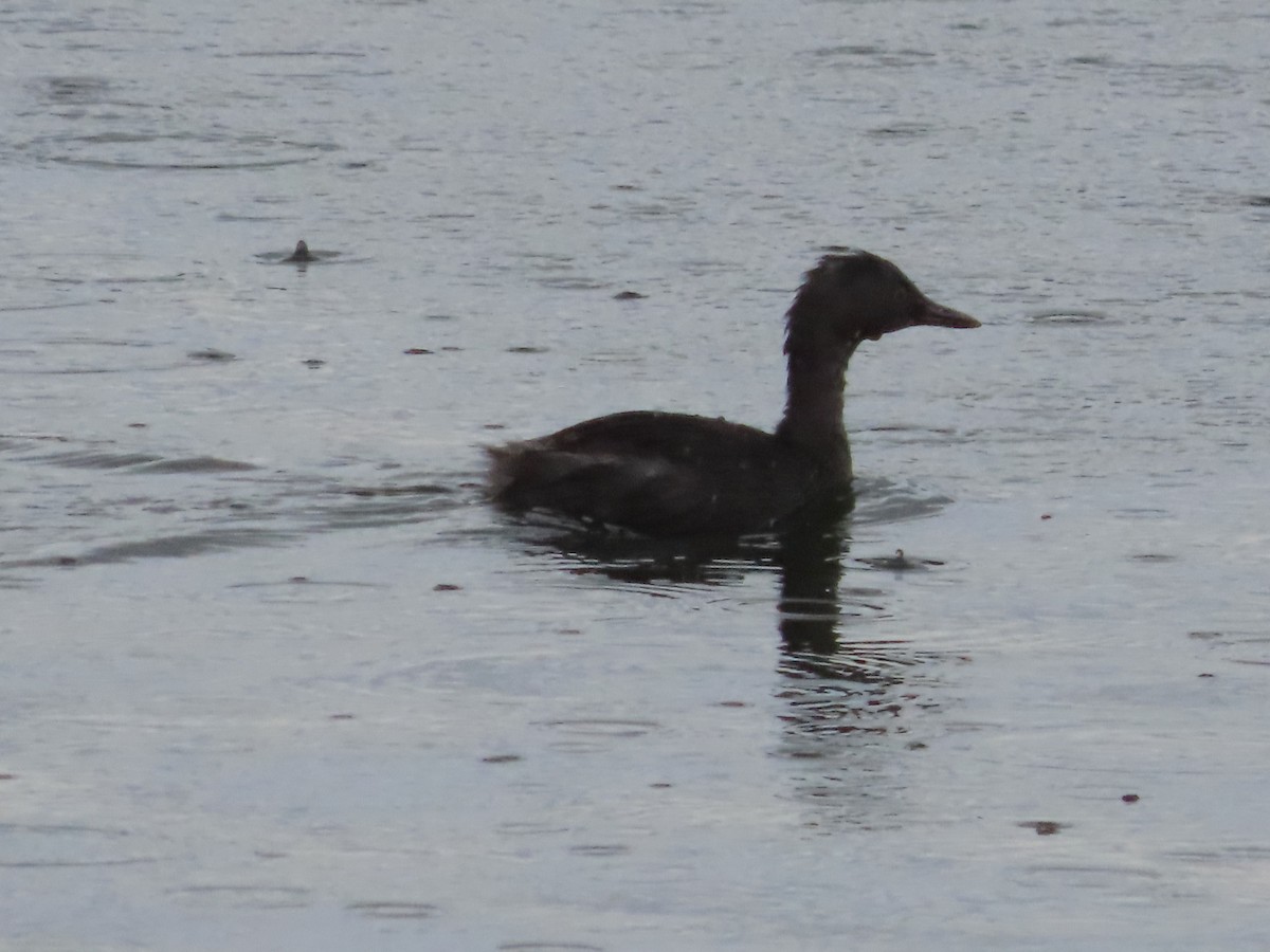 Least Grebe - Michelle Browning