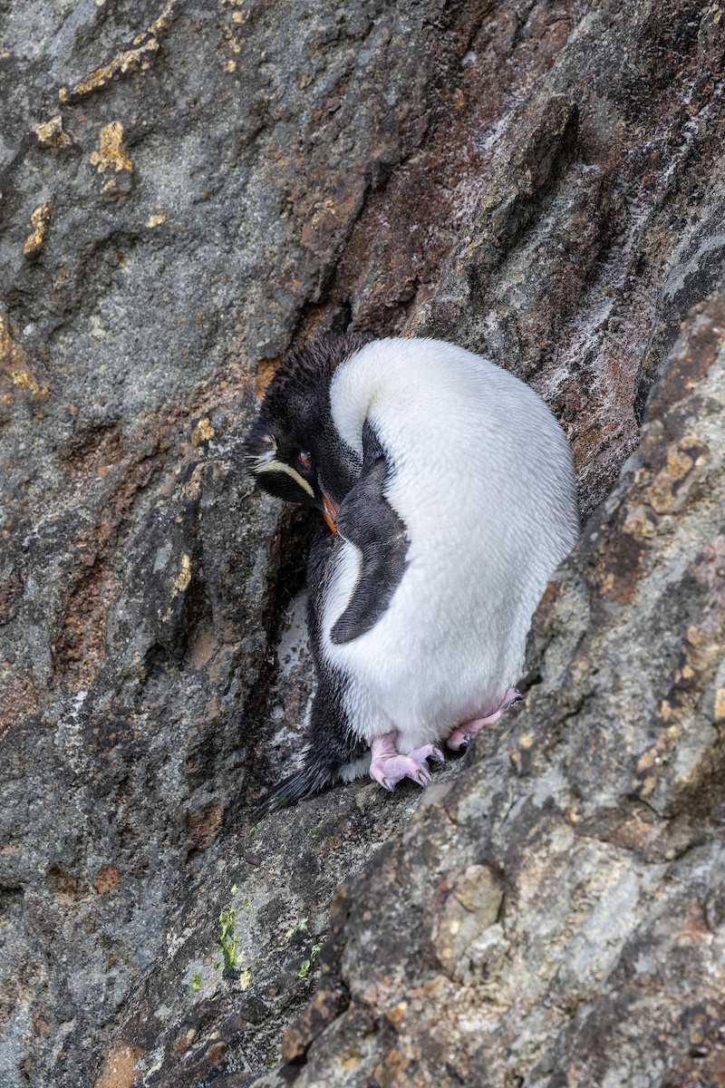 Southern Rockhopper Penguin (Eastern) - Sila Viriyautsahakul