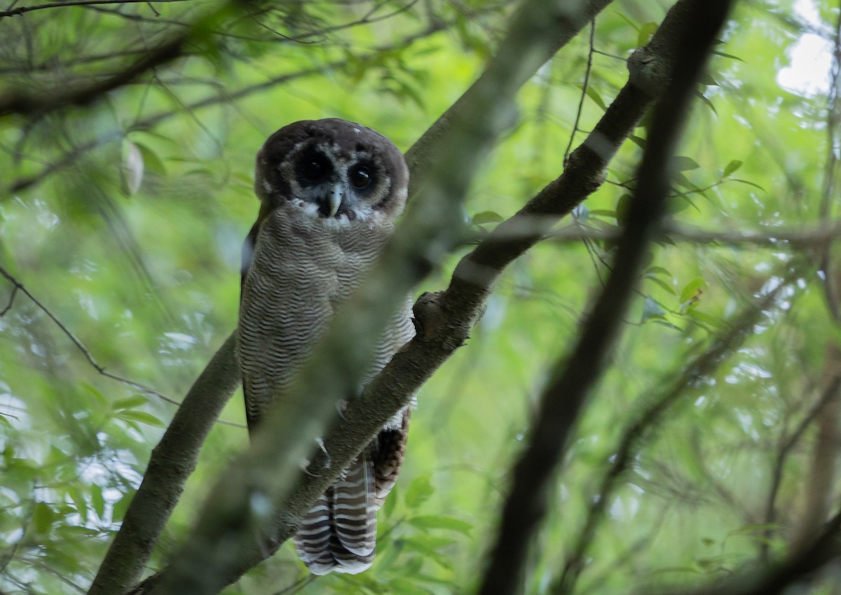 Brown Wood-Owl - ML614326129