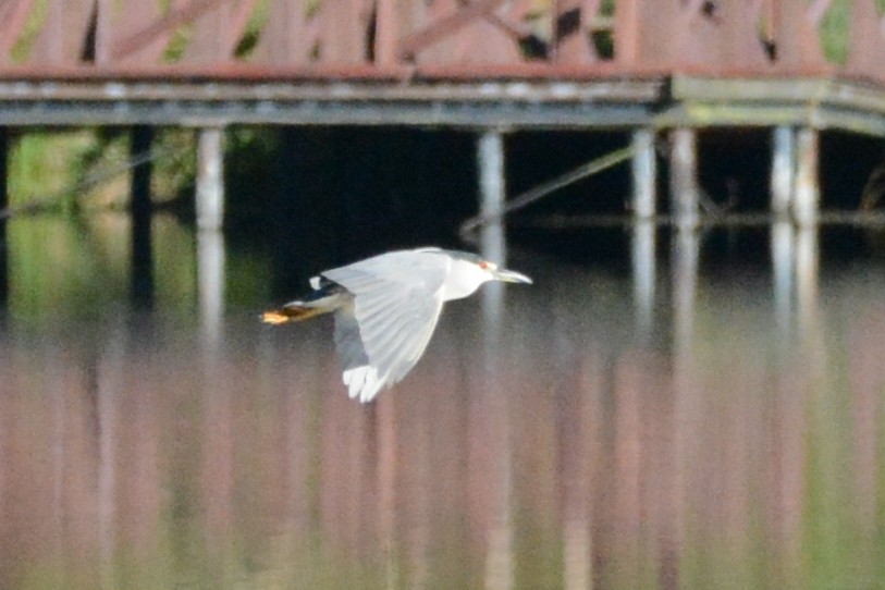 Black-crowned Night Heron - ML614326151