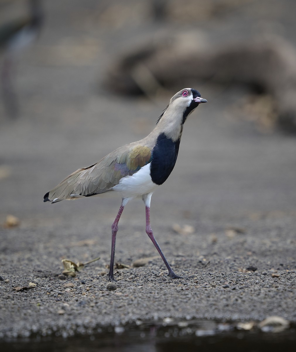 Southern Lapwing - Noel Comess