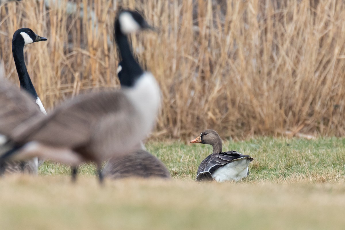 Greater White-fronted Goose - ML614326295