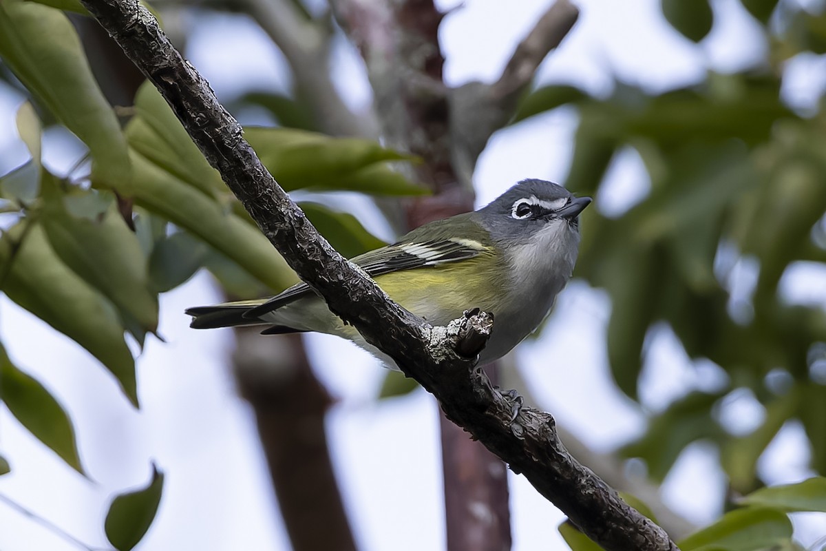 Blue-headed Vireo - ML614326307