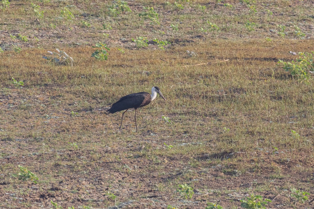 Asian Woolly-necked Stork - ML614326320