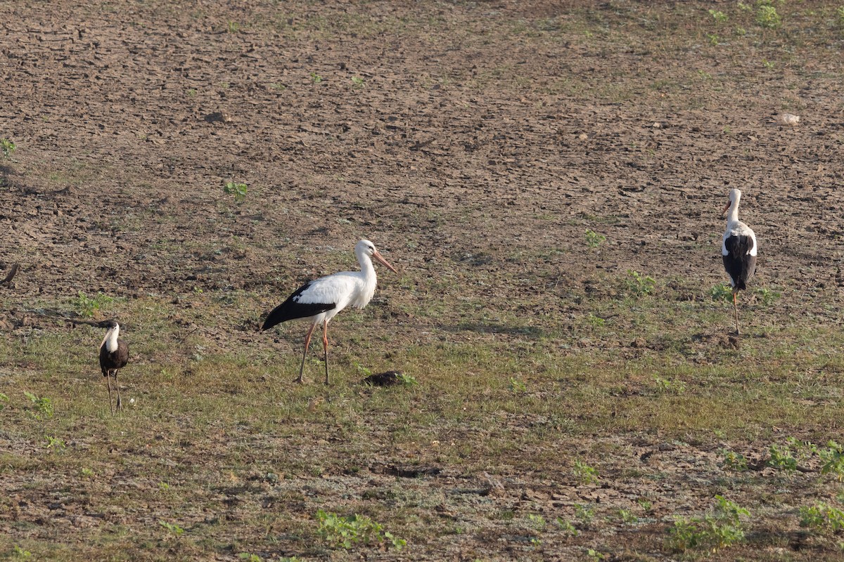 Asian Woolly-necked Stork - ML614326324