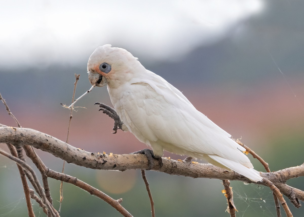 Cacatoès corella - ML614326350