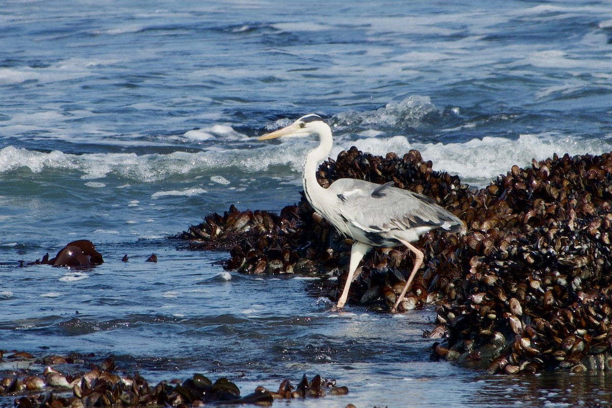 Gray Heron - ML614326367