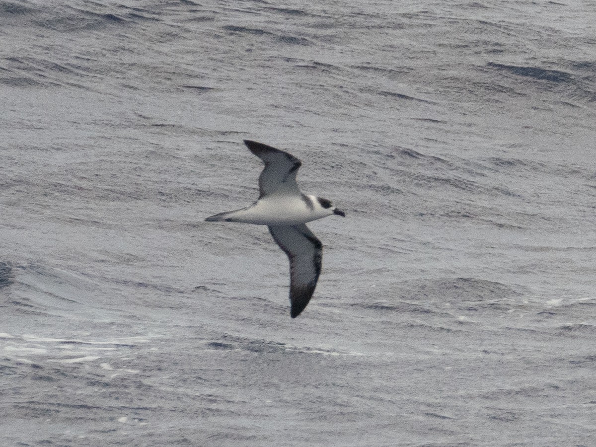 White-necked Petrel - ML614326397