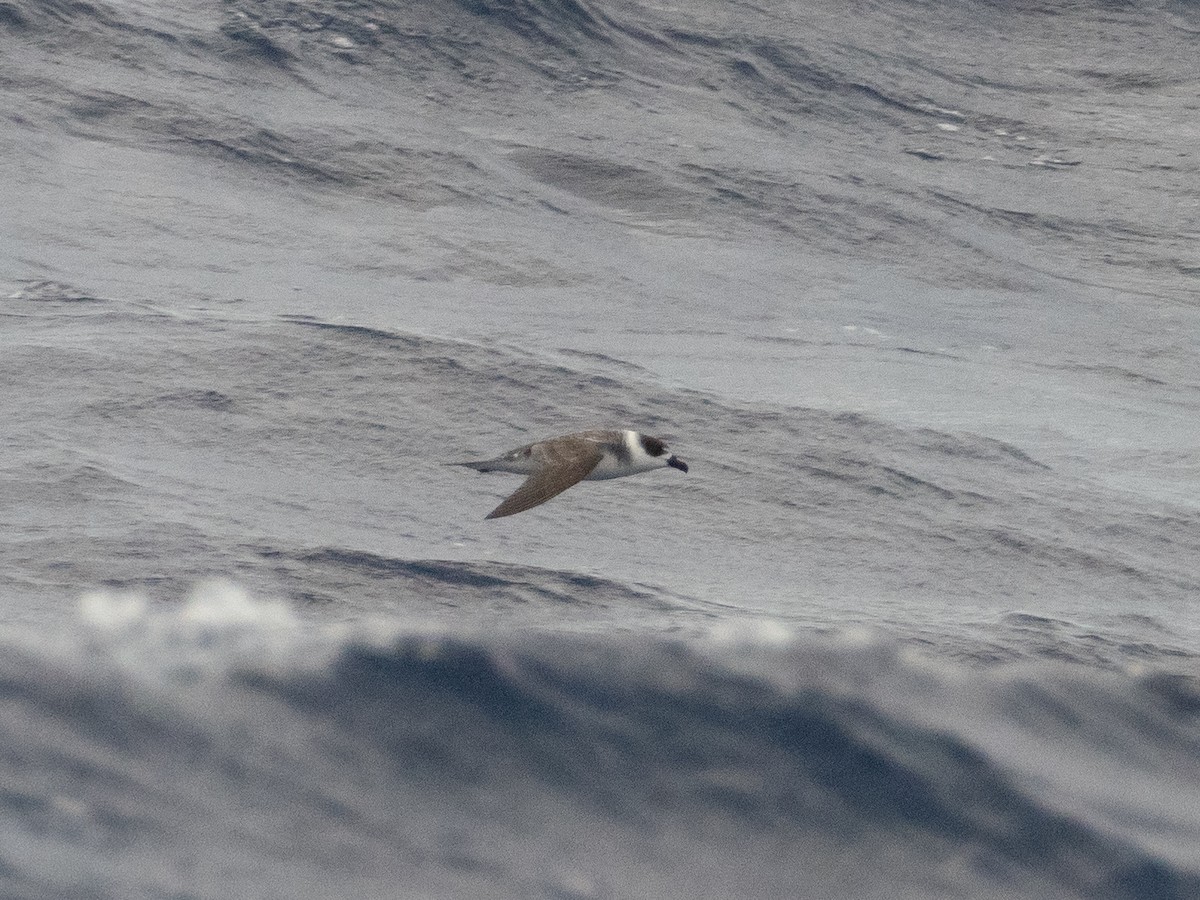 White-necked Petrel - ML614326398