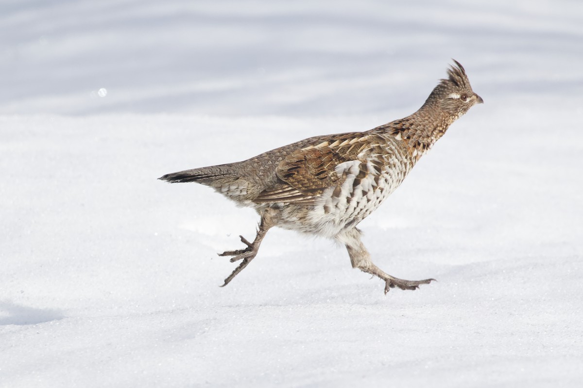 Ruffed Grouse - ML614326463