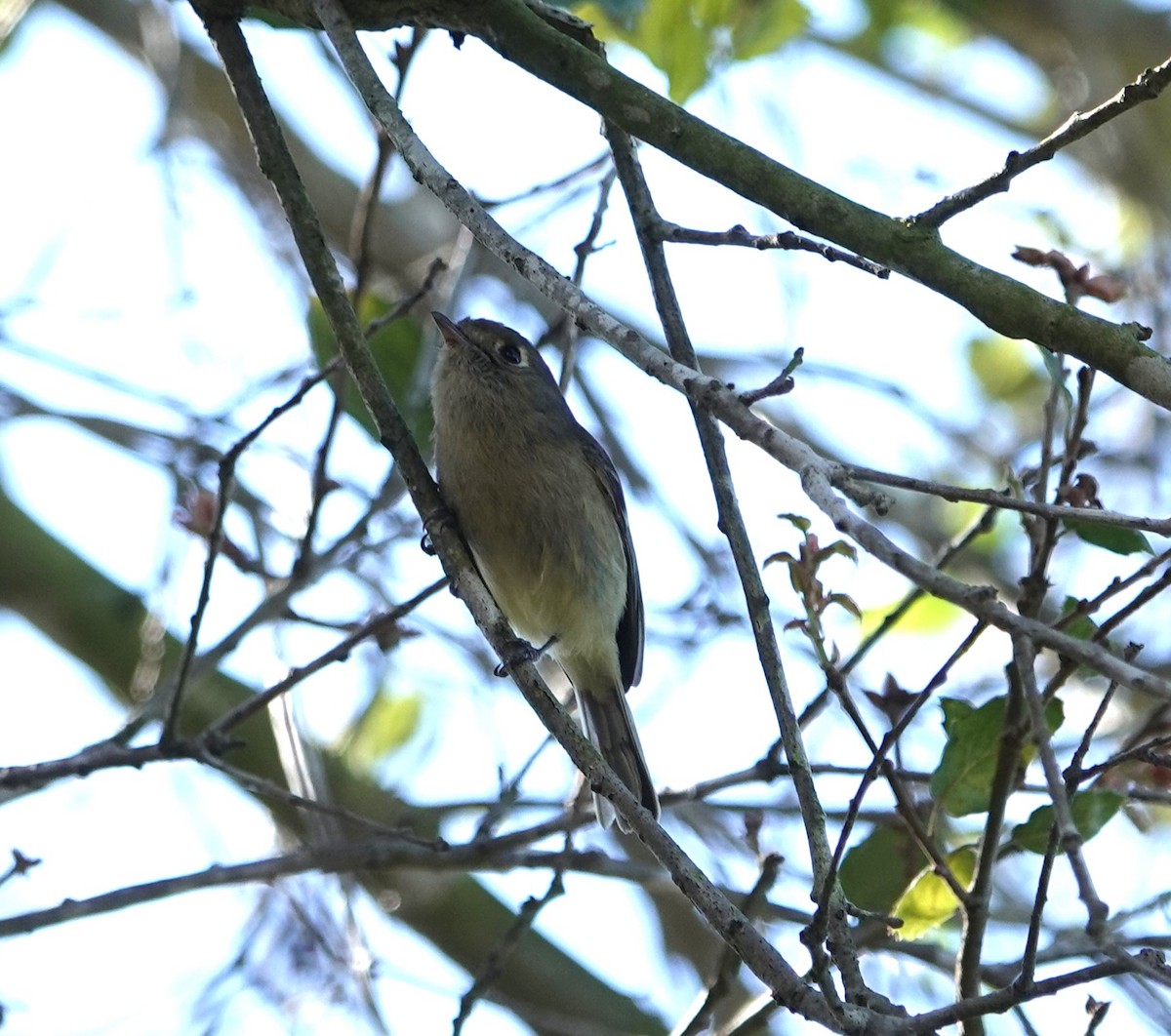 Hutton's Vireo - ML614326505