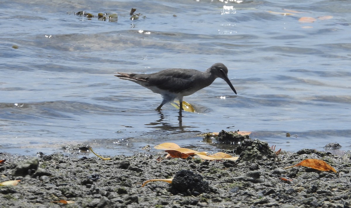 Wandering Tattler - Nick Komar