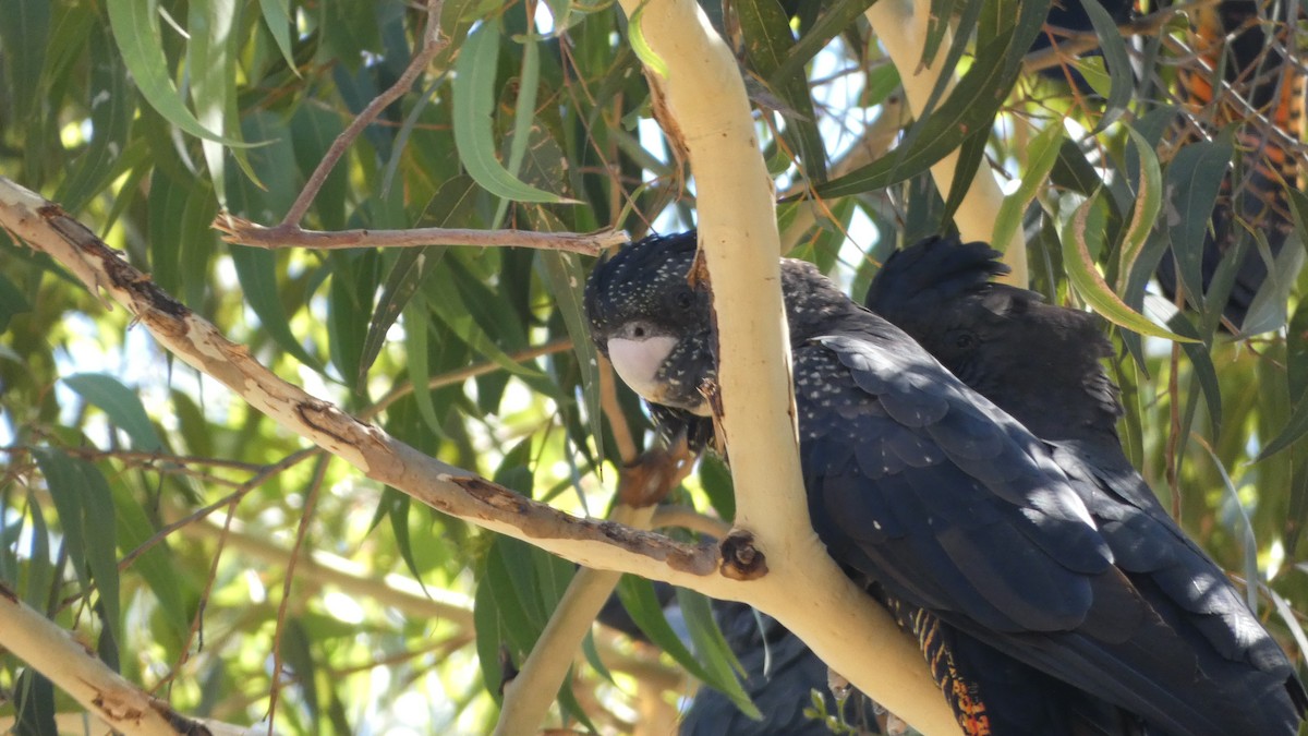 Red-tailed Black-Cockatoo - ML614326565