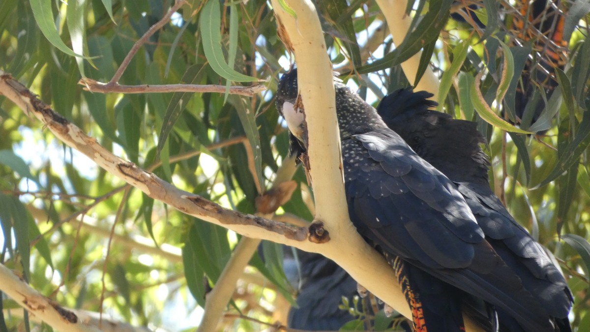 Red-tailed Black-Cockatoo - ML614326566