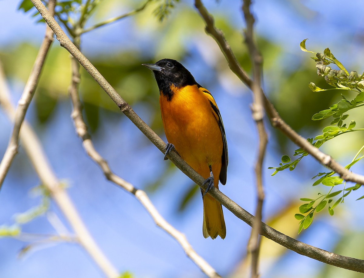 Baltimore Oriole - ML614326580
