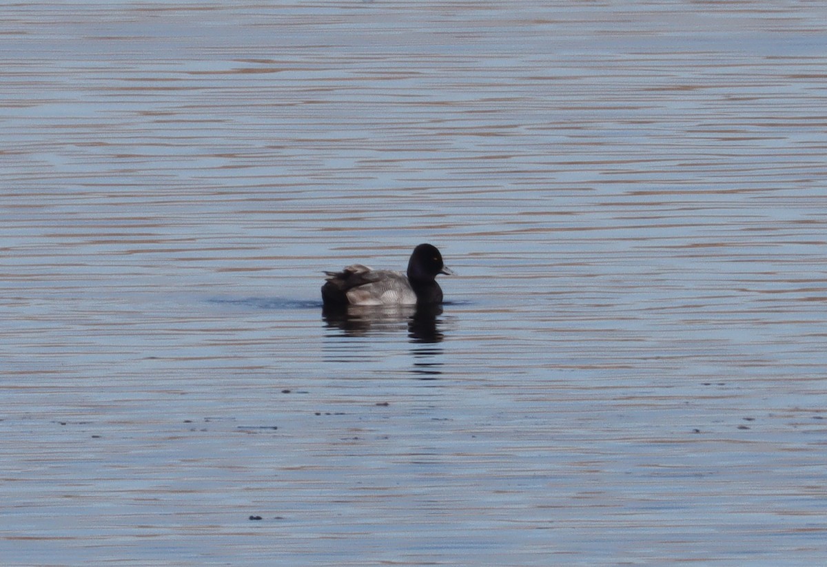 Lesser Scaup - ML614326639