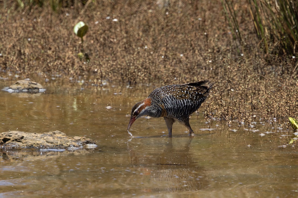 Buff-banded Rail - ML614326653