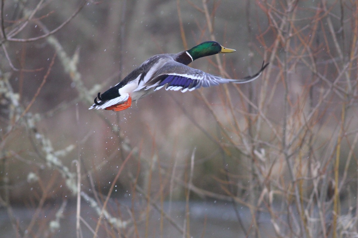 Canard colvert - ML614326709