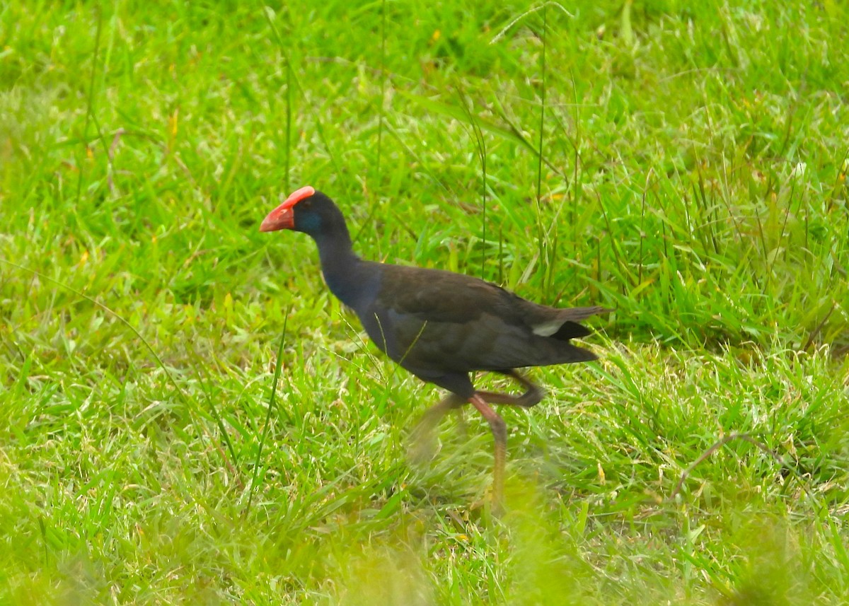 Australasian Swamphen - ML614326748