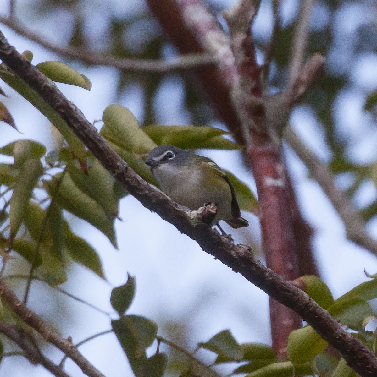 Blue-headed Vireo - ML614326781