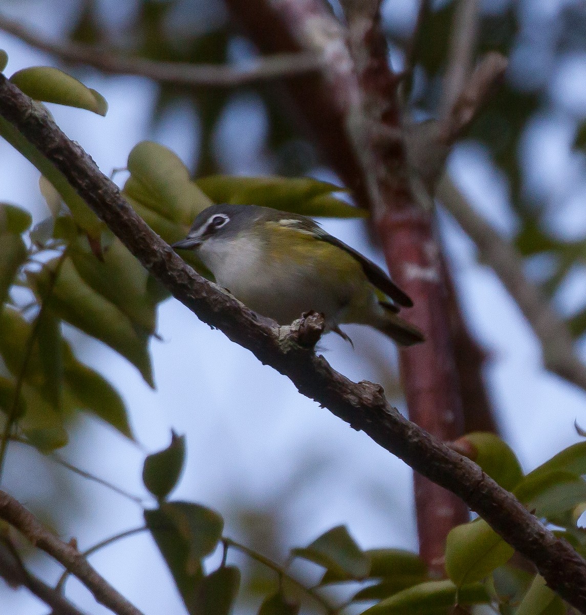 Blue-headed Vireo - ML614326782