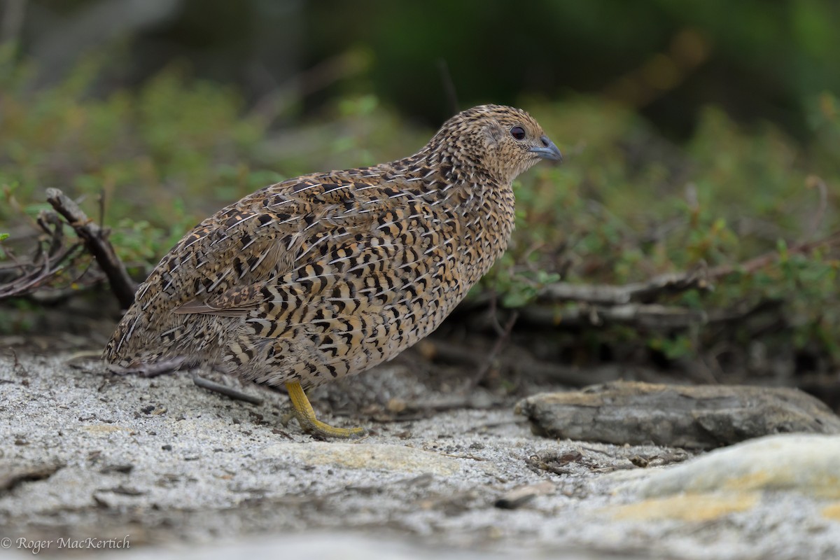 Brown Quail - Roger MacKertich