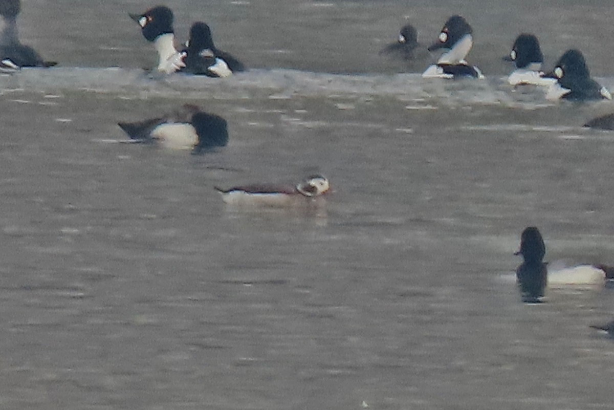 Long-tailed Duck - ML614326792