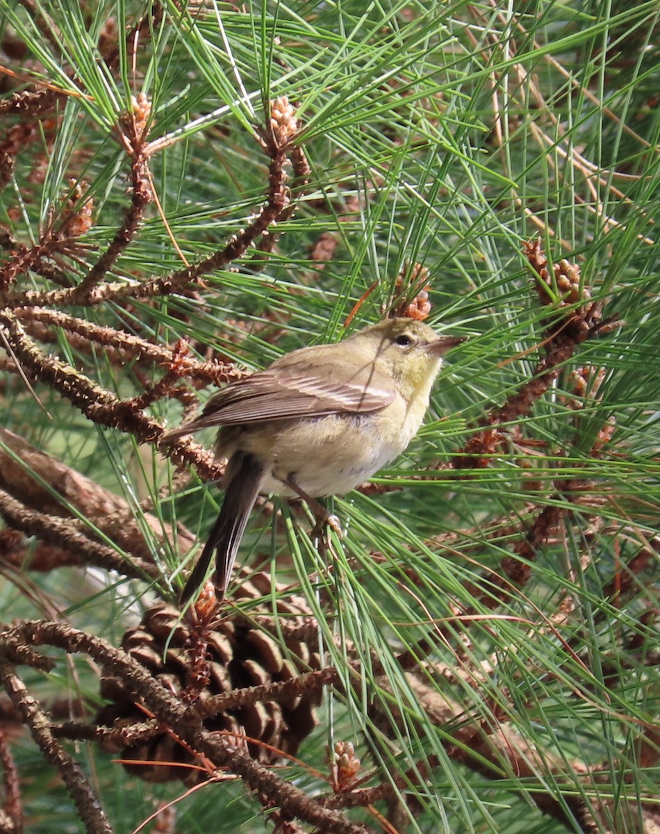 Pine Warbler - ML614326797