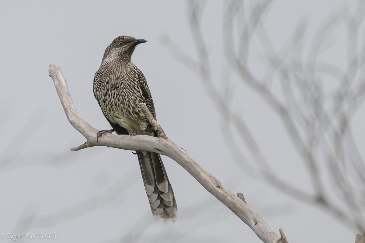 Little Wattlebird - ML614326799